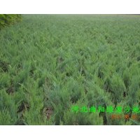 供應(yīng)優(yōu)質(zhì)沙地柏