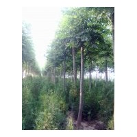 供應(yīng)欒樹(shù) 國(guó)槐、青桐、欒樹(shù)、白蠟、法桐、紫薇、速生楊、泡桐、