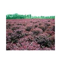 湖南低價(jià)紅花繼木、杜鵑、金葉女貞、桅子花、桂花小苗、廣玉蘭