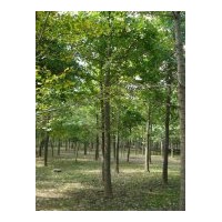 供應(yīng)銀杏樹(shù)15公分