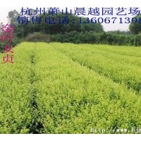 可長(zhǎng)期供應(yīng) 龍柏、檜柏、金葉女貞、金森女貞, 紅葉石楠, 金邊黃