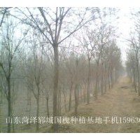 供應(yīng)速生國槐 千頭椿 紅葉李 碧桃 榆葉梅等