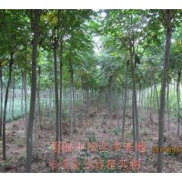移植定干欒樹