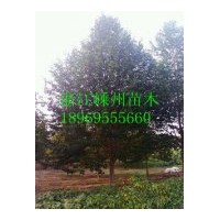 供應18-20-25-30公分樂昌含笑