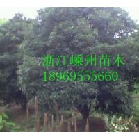供應八月桂、四季桂