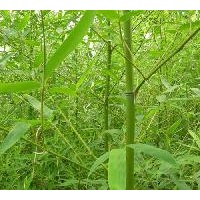 供剛竹、金鑲玉竹、闊葉箬竹、毛竹、直竹、淡竹、青竹 早園竹