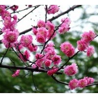 供應(yīng)臘梅、珍珠梅、美人梅、紅梅、綠梅、榆葉梅、垂梅