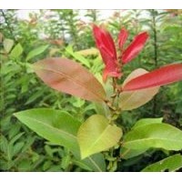 長(zhǎng)期供應(yīng)優(yōu)質(zhì)竹柳和紅葉柳種苗
