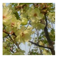 喬木類(lèi)、球類(lèi)、花類(lèi)、攀爬類(lèi)、四季常春類(lèi)、草坪類(lèi)