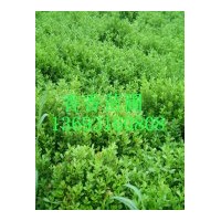 長期供應(yīng)大葉黃楊，小葉黃楊，紅葉小波，金葉女貞