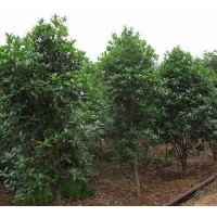 桂花樹價(jià)格參考
