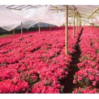 長(zhǎng)期供應(yīng)各種規(guī)格盆栽杜鵑花