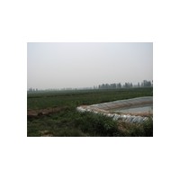 供油松 新疆楊 柳樹(shù)