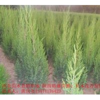 刺柏 供應(yīng)側(cè)柏，油松。雪松。刺柏。塔柏。側(cè)柏等