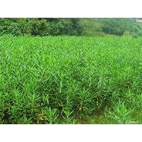 大量供應各種規(guī)格夾竹桃