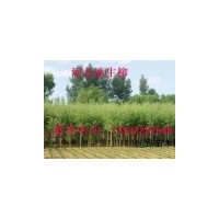 供應(yīng)河北火炬樹 河北苗木 河北火炬樹基地