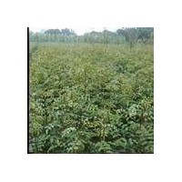 供應花椒苗 大規(guī)格花椒苗