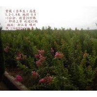 供小苗：紅楓 櫻花 海棠 紅白玉蘭，垂枝海棠，西府海棠，花桃