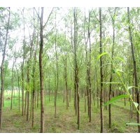供應(yīng)3-10公分香花槐 國槐 油松，側(cè)柏，國槐，香椿