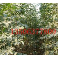 惠民縣林源苗木銷售有限公司2011年秋苗木明細(xì)：速生白蠟 國槐等