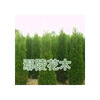 供塔柏，河南檜柏，鄢陵河南檜柏批發(fā)