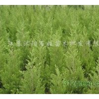 供應(yīng)紅葉小檗，金葉女貞，大量,薄利多銷,,謝謝.