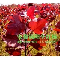 供應(yīng)中華全紅楊,二代紅葉楊,缽苗,容器苗，正宗全紅楊