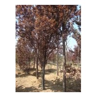 供應(yīng)欒樹 杜英 紅葉碧桃 烏桕 紫葉李 各種規(guī)格