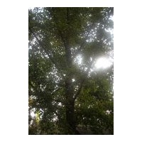 低價供應3-------60公分銀杏實生樹，銀杏嫁接樹，