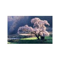 供應(yīng)日本櫻花