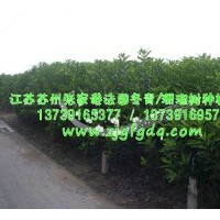 法國冬青_珊瑚樹_香櫞樹_法國冬青價格_法國冬青圖片_供應(yīng)法國冬