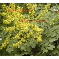 咱家種1年欒樹(shù)苗40萬(wàn)