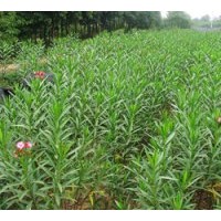 長期低價供應(yīng)夾竹桃 羅漢松、香樟、廣玉蘭、紅花繼木等綠化工程