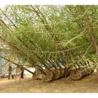 長期供應(yīng)2-80公分銀杏實生樹-嫁接樹，法桐，石榴，桂花等綠化苗