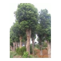 全國(guó)大型香樟，香泡，柚子樹，桂花等系列苗木