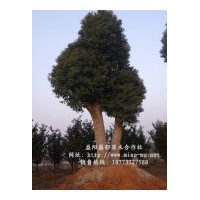 香樟價格實時報價信息