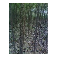 供速生楊107，速生柳，毛白楊，垂柳，饅頭柳，旱柳