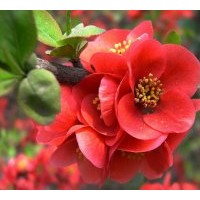 果樹苗綠化苗海棠花