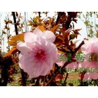 售冬紅海棠、紅寶石海棠、北美海棠芽苗成苗。