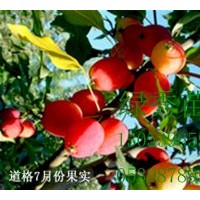售絢麗海棠、王族海棠、亞當(dāng)海棠、道格海棠芽苗成苗。