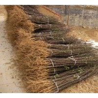林豪香椿繁育開(kāi)發(fā)中心：專(zhuān)供香椿苗。 花椒苗，大棚用苗！1000萬(wàn)