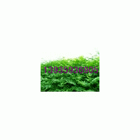 供應(yīng)山西油松苗 側(cè)柏苗 各種占地苗