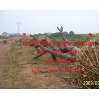 湖北武漢供應(yīng)皂角樹
