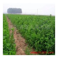 供應黃楊，大葉黃楊，火棘，塔柏，紫薇，紫葉李