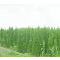 江蘇蘇仁苗木供應(yīng)塔柏苗，塔柏工程苗2米-4米