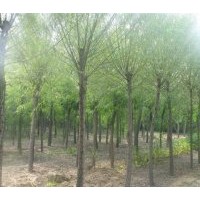 江蘇蘇仁苗木供應(yīng)垂柳樹苗，青皮柳，金絲柳，速生柳（8-20公分）