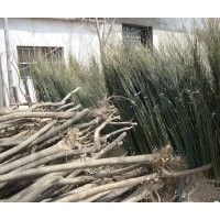 山東建民苗木基地供應七公分國槐八公分國槐大國槐二十公分國槐三