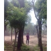 國(guó)槐網(wǎng)，專業(yè)種植國(guó)槐/國(guó)槐圖