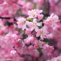 長期供應(yīng)櫻花