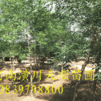 白臘、白臘樹 對節(jié)白臘